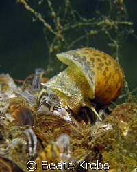 Freshwater snail by Beate Krebs 